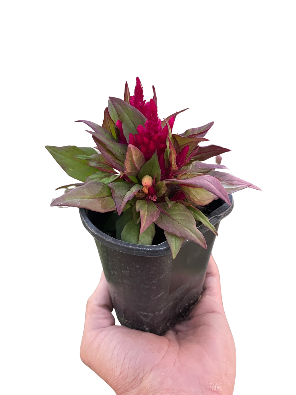 Celosia argentea