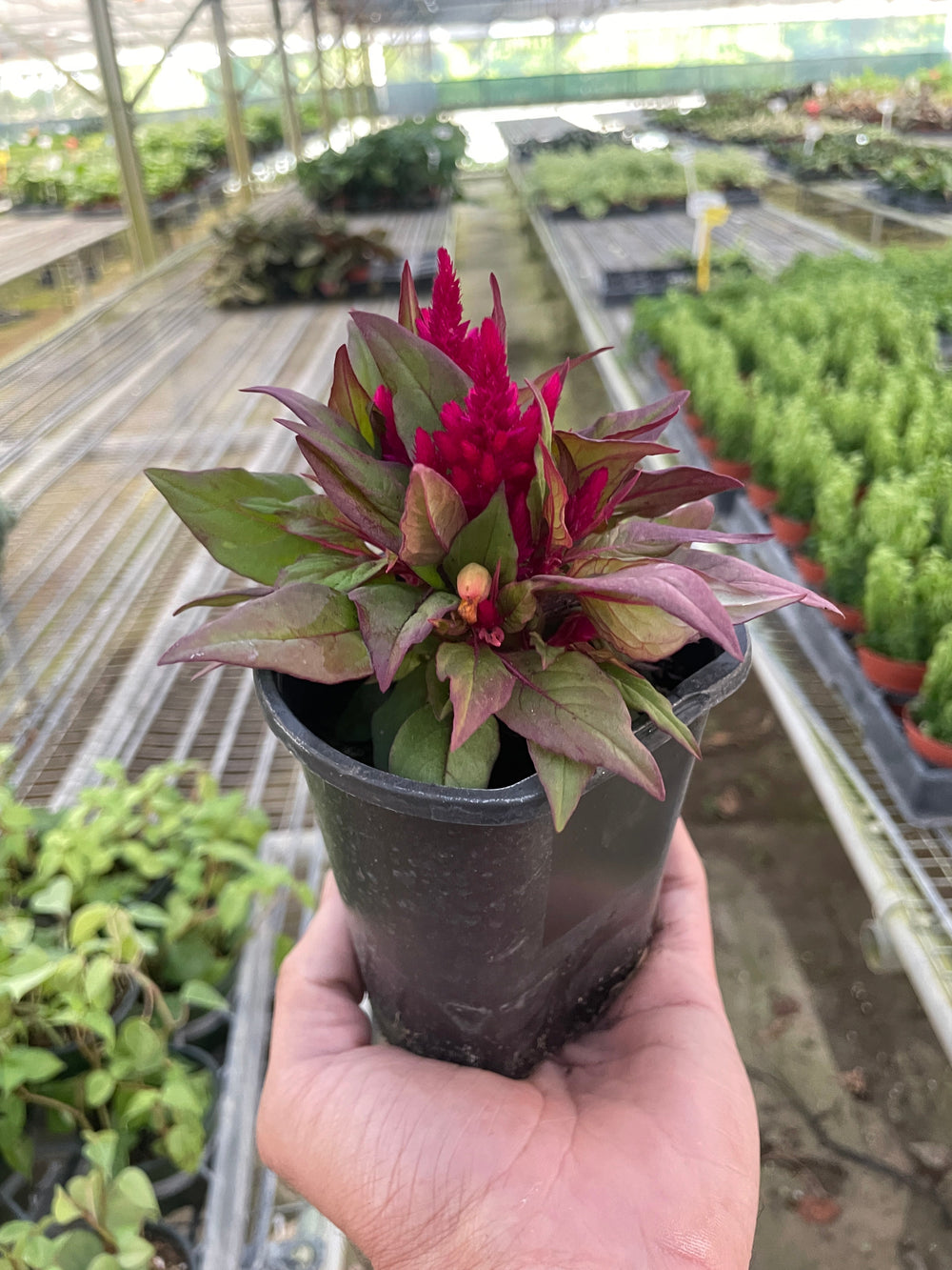 Celosia argentea