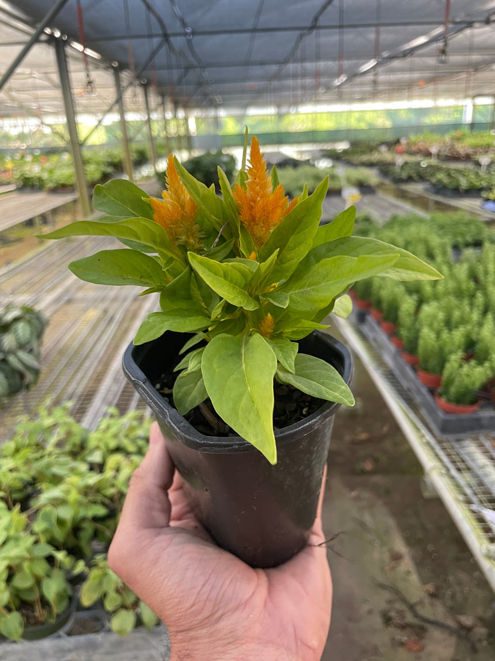 Celosia argentea