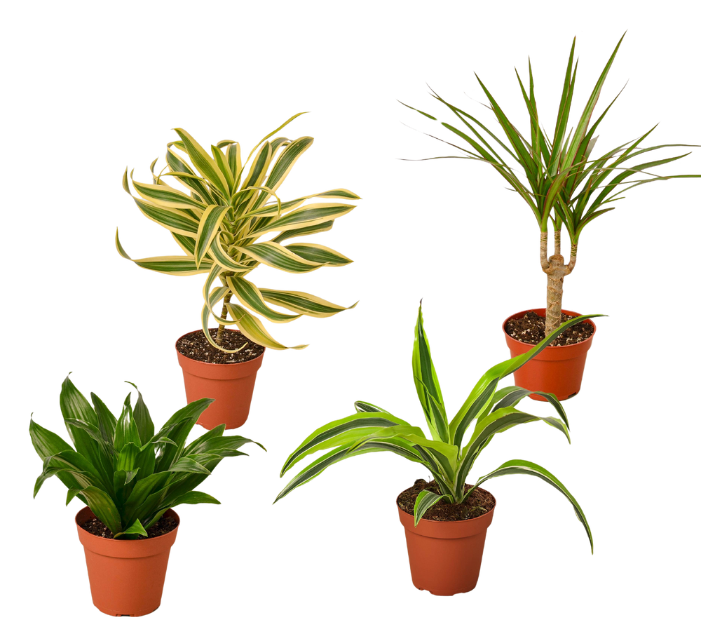 4 Different Dracaenas Variety Pack - Live House Plant - FREE Care Guide - 4" Pot