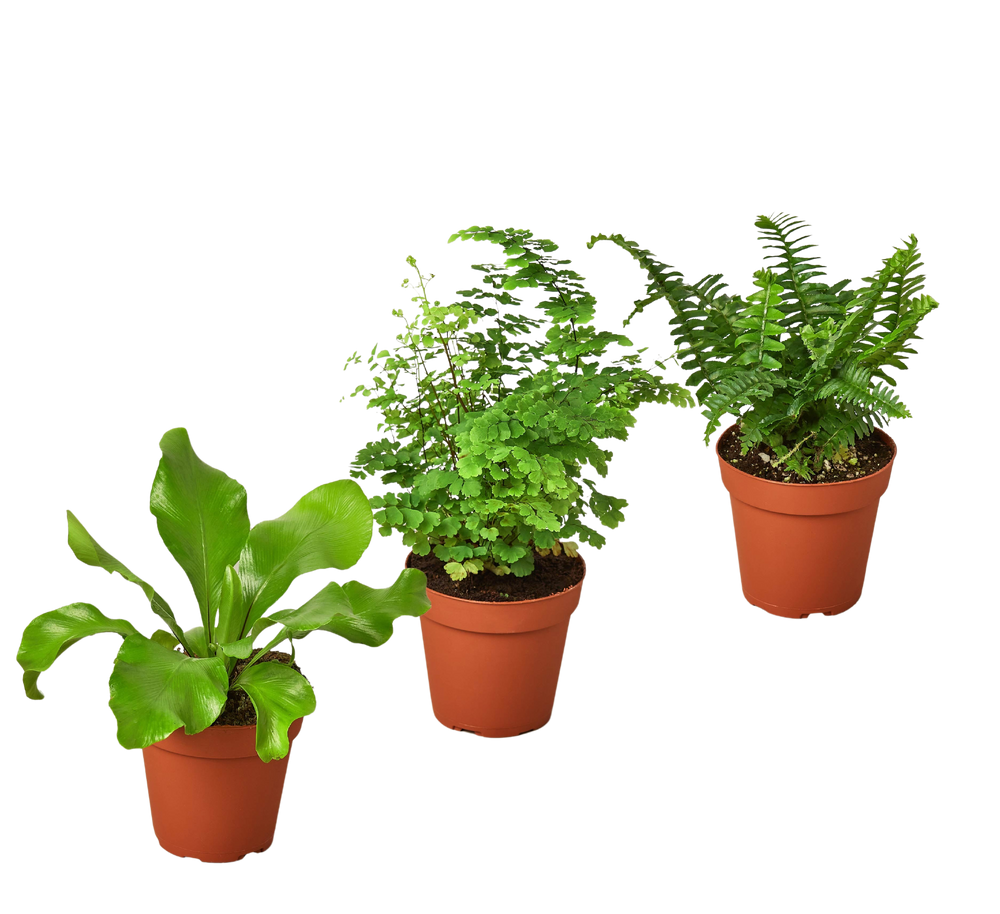 3 Fern Variety Pack - Live Plants - FREE Care Guide - 4" Pot - House Plant