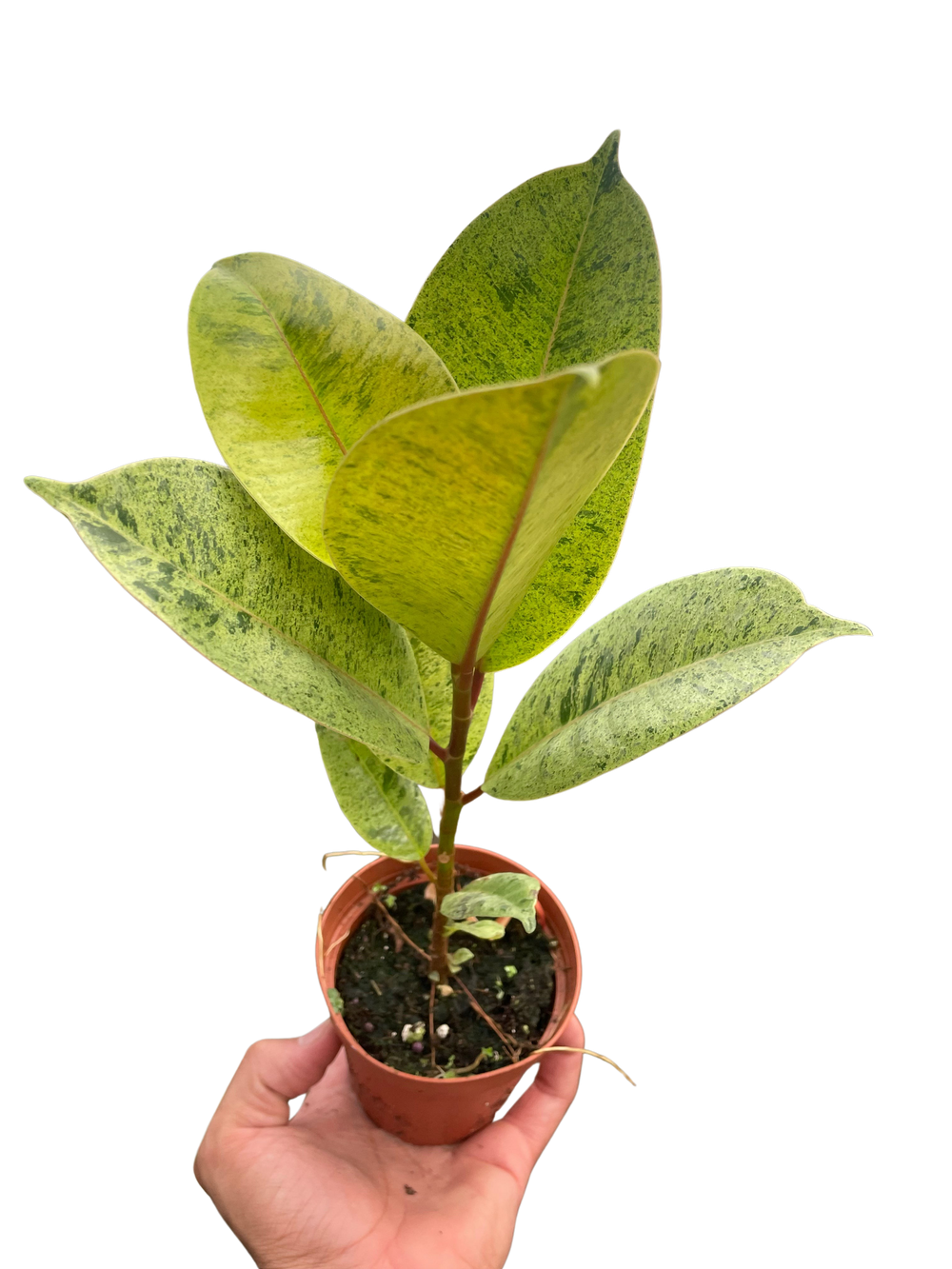 Ficus 'shivereana' (Moonshine)