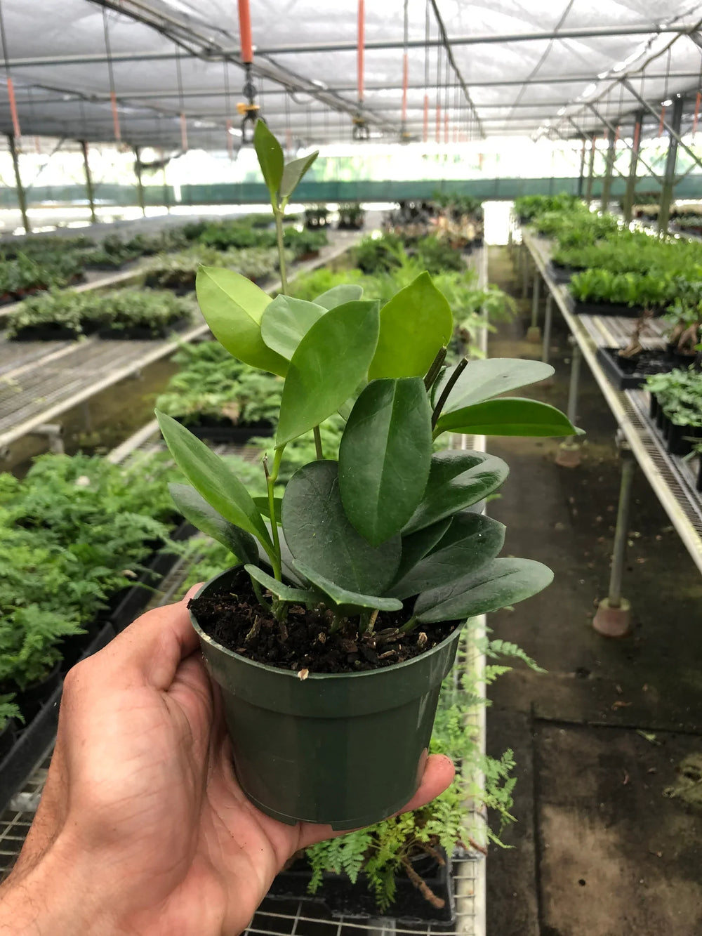 Hoya australis