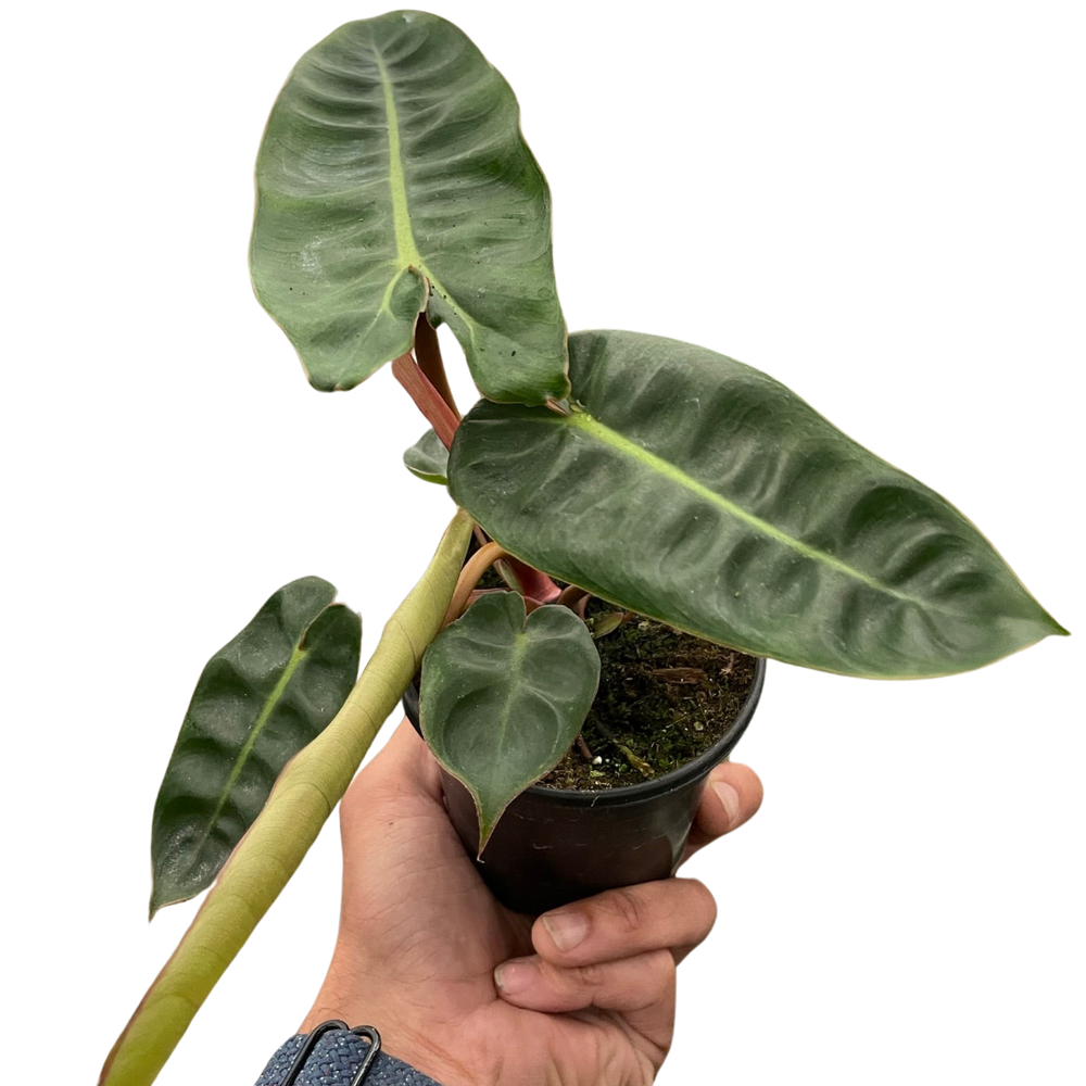 Philodendron billietiae