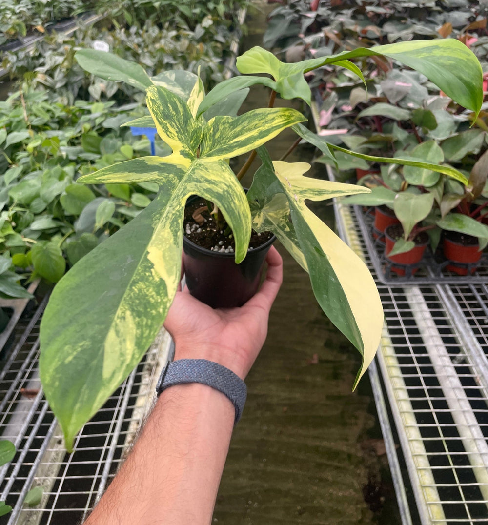 4" PHILODENDRON FLORIDA BEAUTY Variegated houseplant