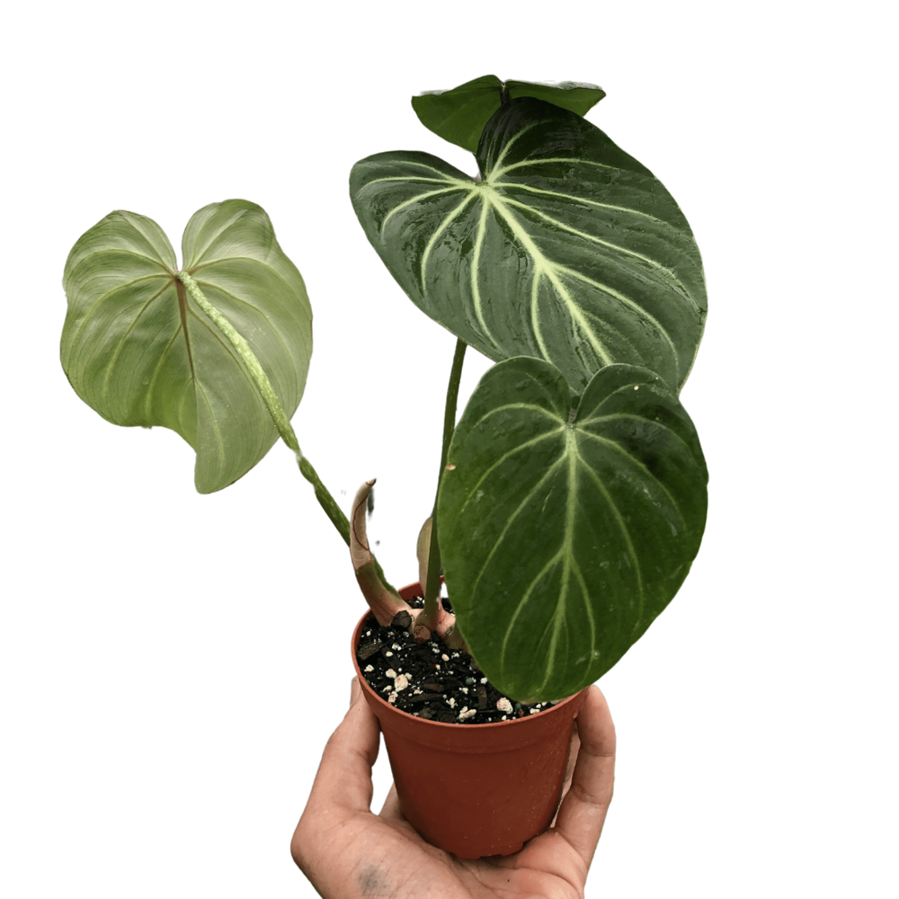 Philodendron gloriosum