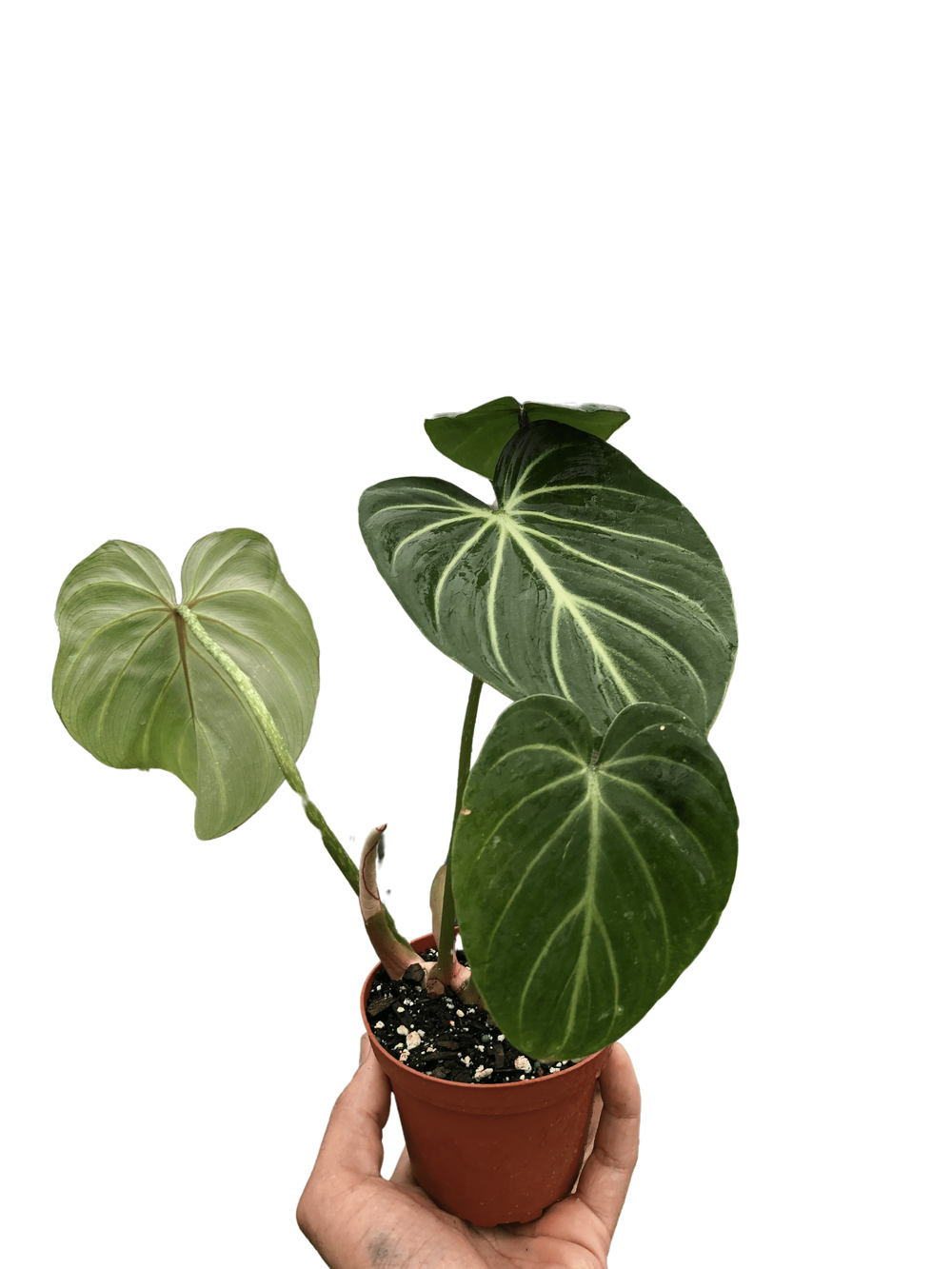 Philodendron gloriosum