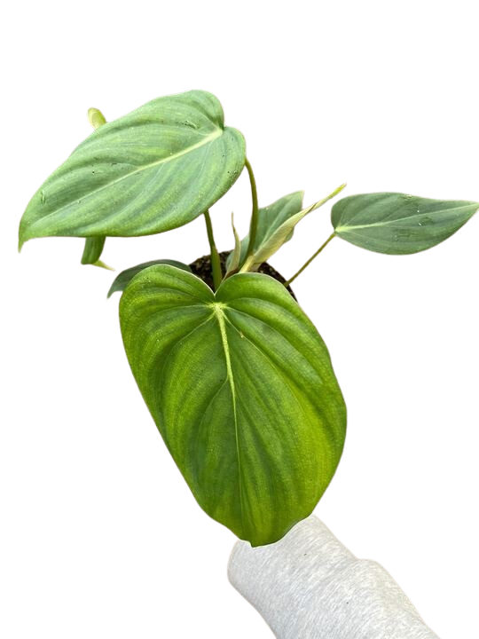 Philodendron 'Mcdowell'