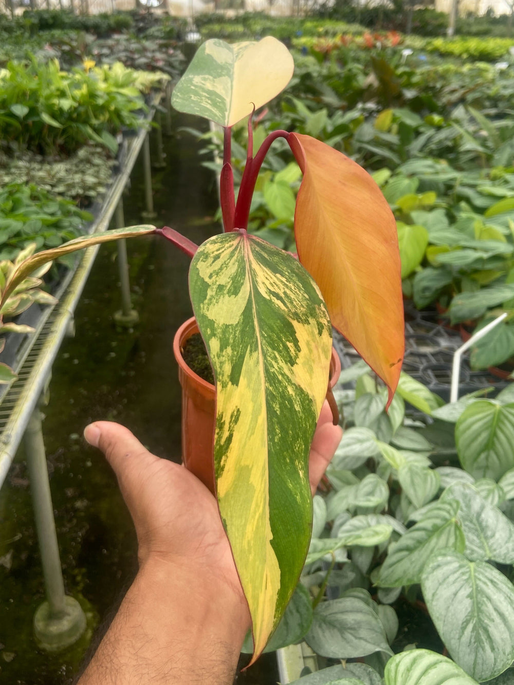 PHILODENDRON STRAWBERRY SHAKE