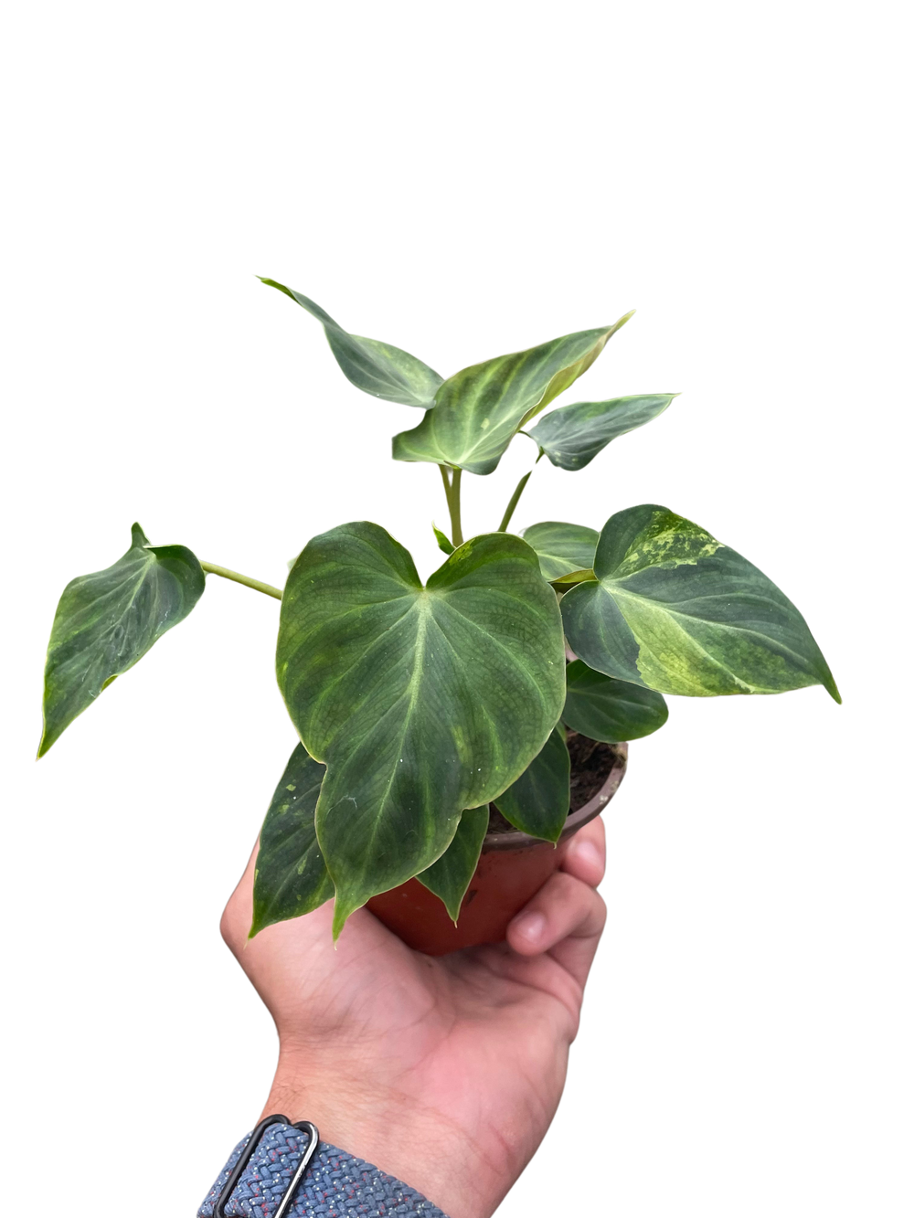 Philodendron verrucosum