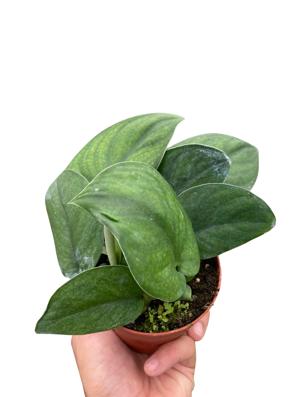 Pothos Jade Satin