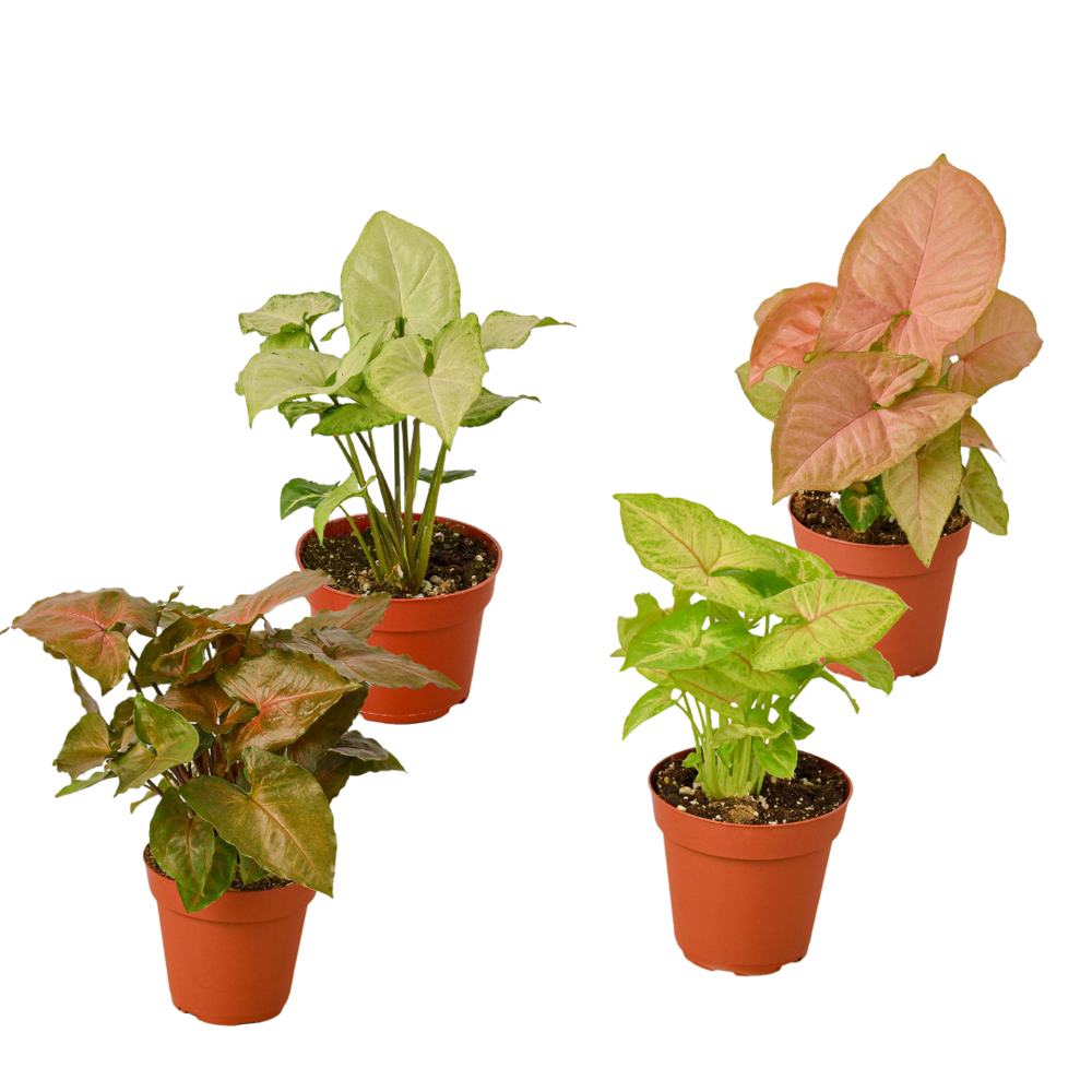 4 Different Syngonium Plants - Arrowhead Plants / 4" Pot / Live Plant