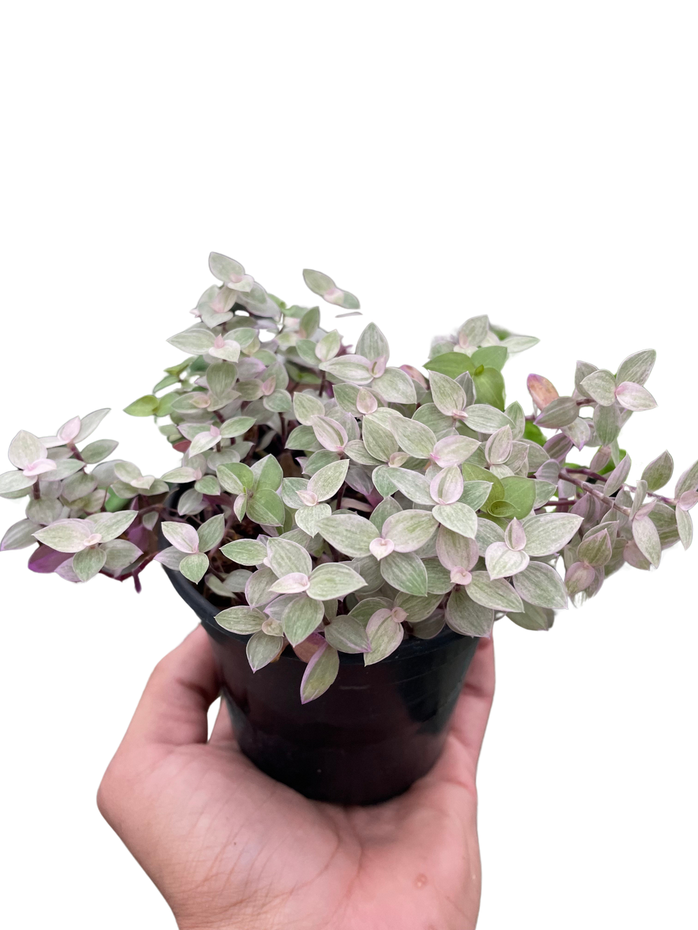 Tradescantia callisia 'Pink Panther'