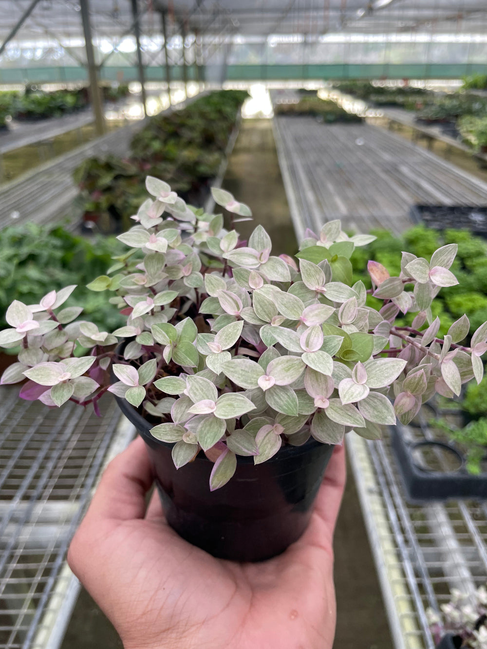 Tradescantia callisia 'Pink Panther'