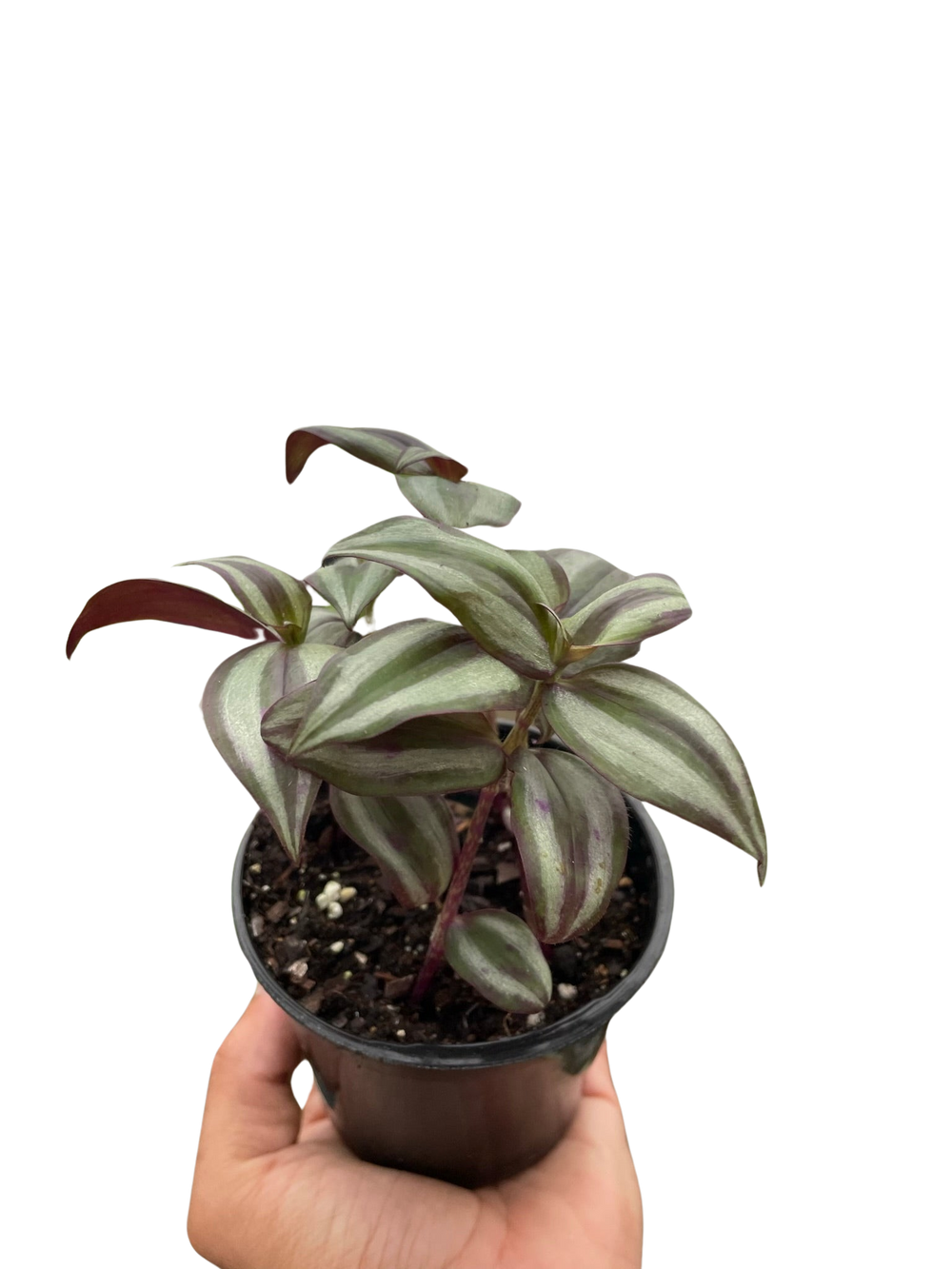 Tradescantia zebrina 'Wandering Dude'