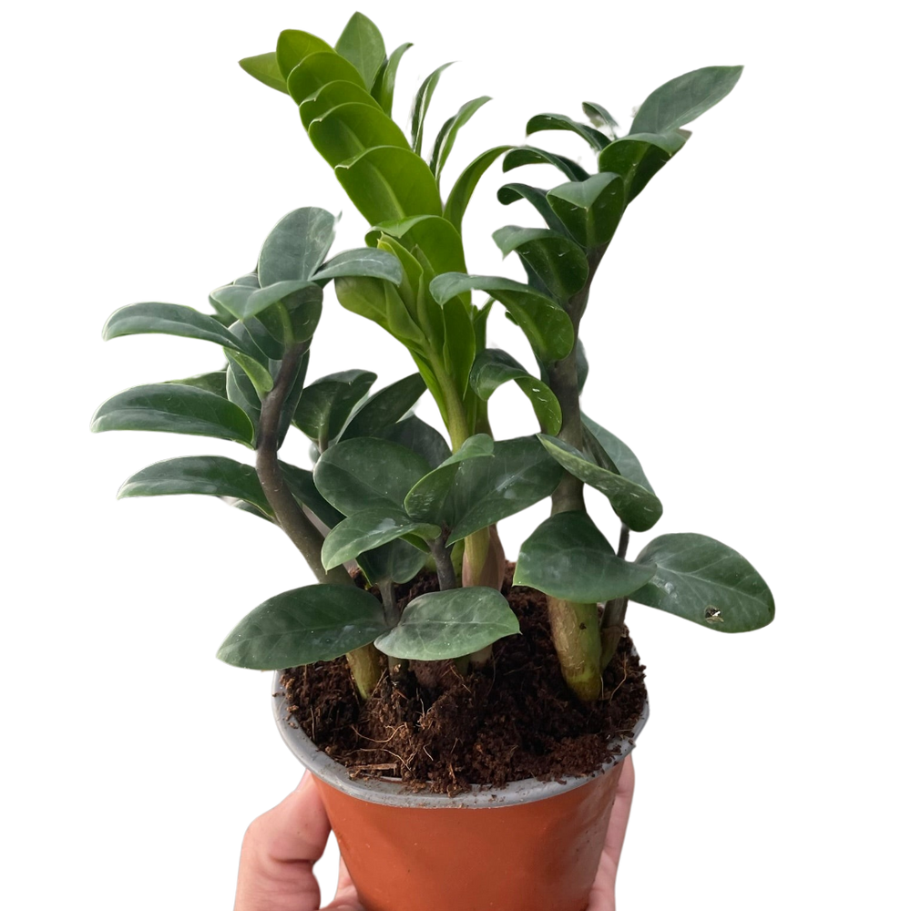 Zamioculcas zamiifolia 'Zenzi'