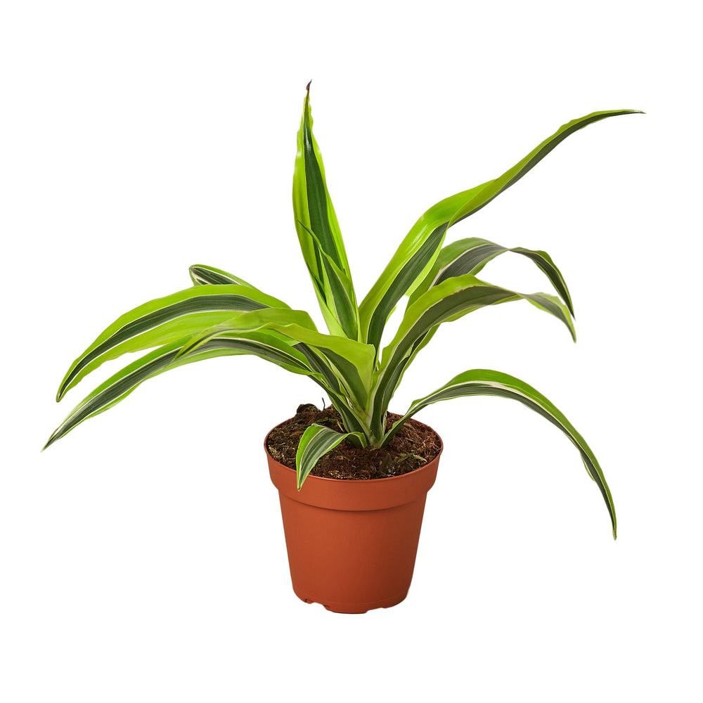 Dracaena deremensis 'Lemon Lime'