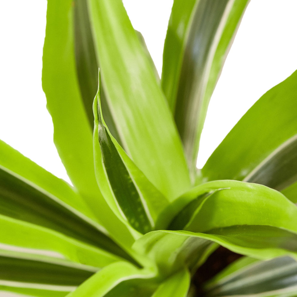 Dracaena deremensis 'Lemon Lime'