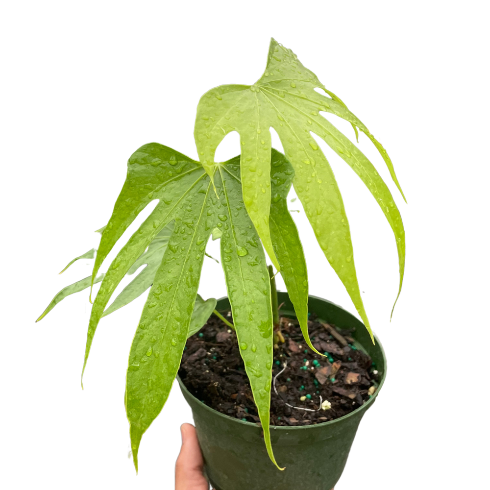 Anthurium radicans 'Fingers'