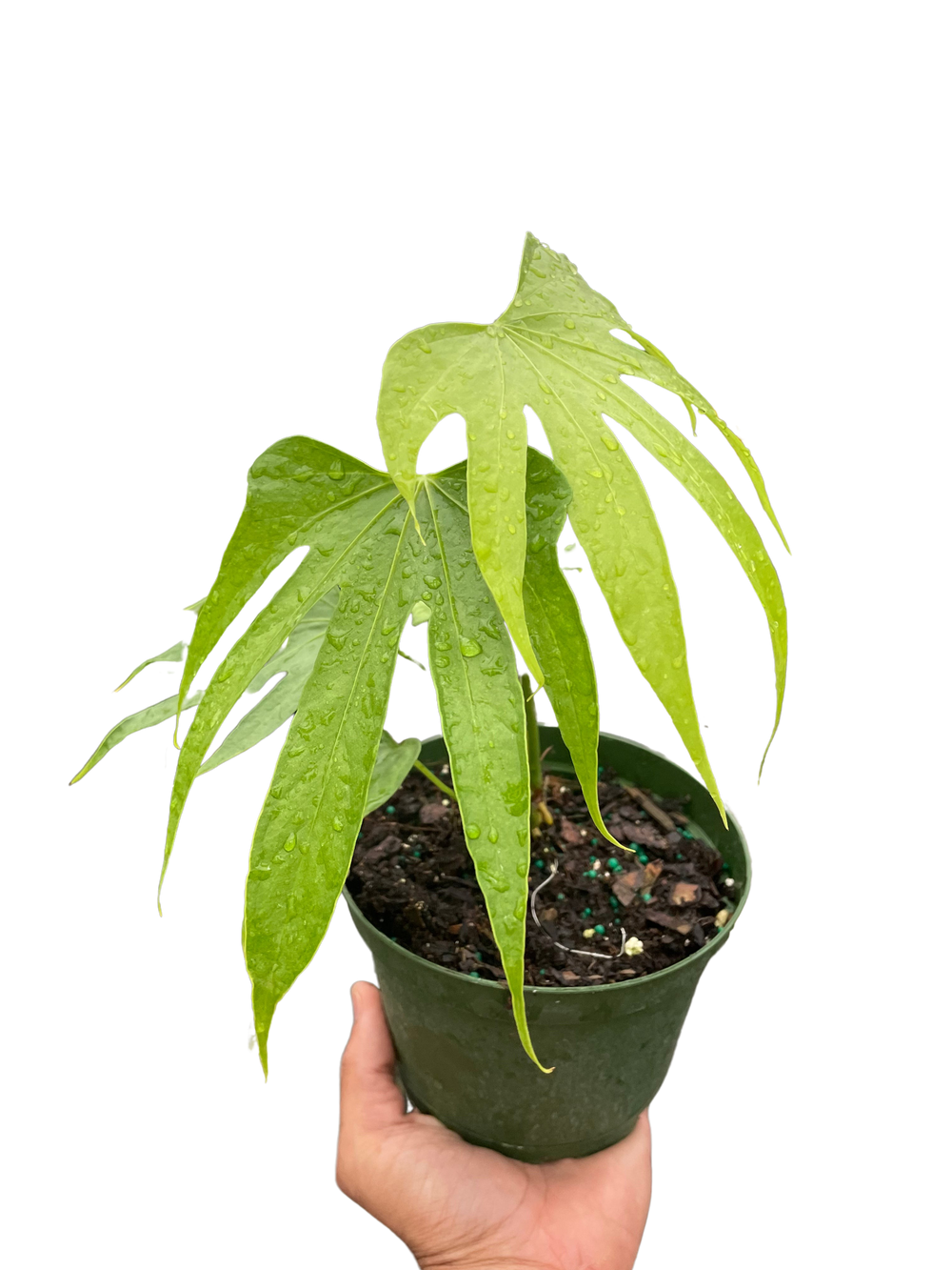 Anthurium radicans 'Fingers'