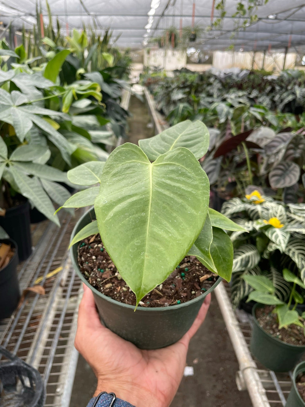 Anthurium veitchii