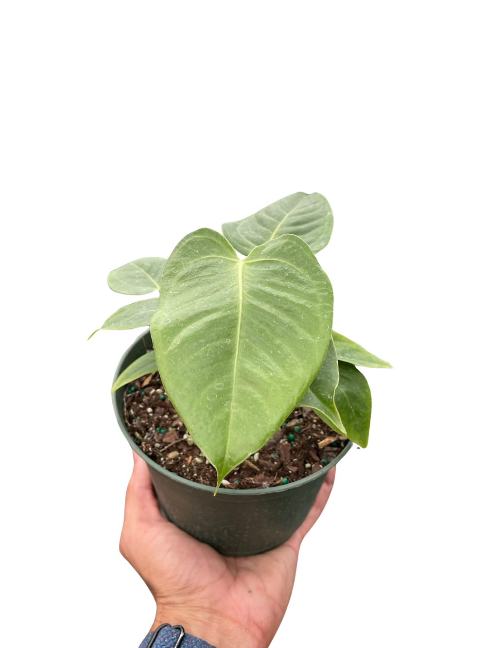 Anthurium veitchii