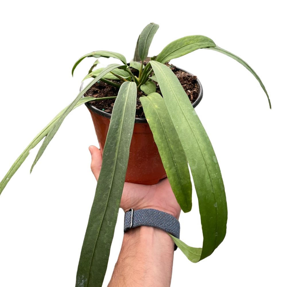 Anthurium vittarifolium