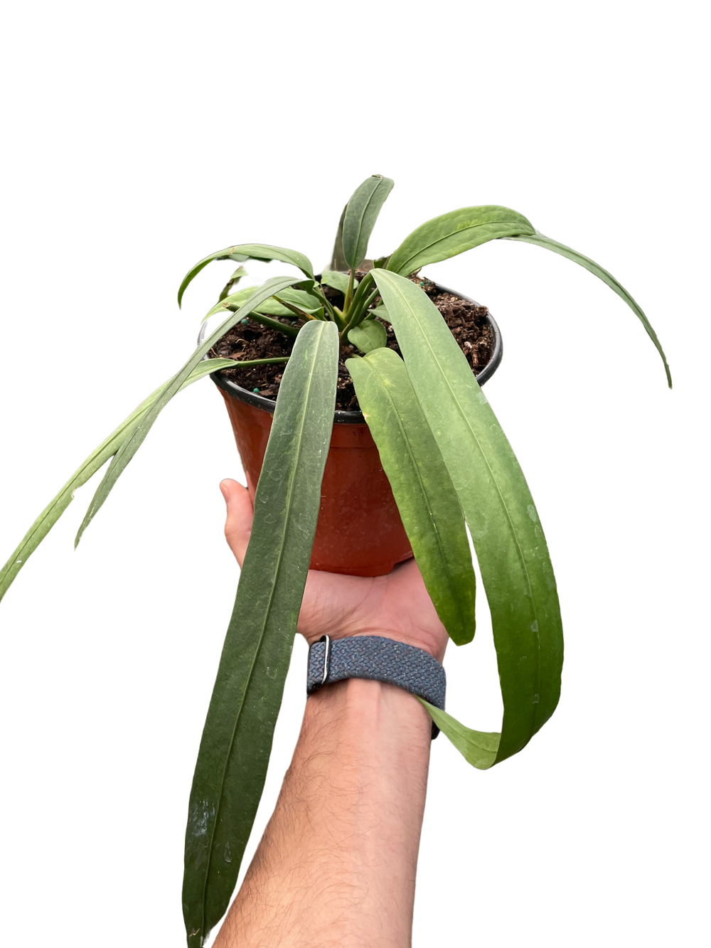 Anthurium vittarifolium