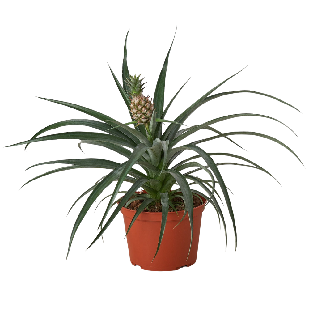 Bromeliad 'Yellow Pineapple' - 6" Pot