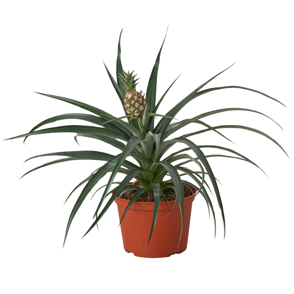 Bromeliad 'Yellow Pineapple' - 6" Pot