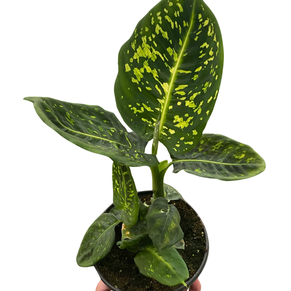 Dieffenbachia 'Reflector'