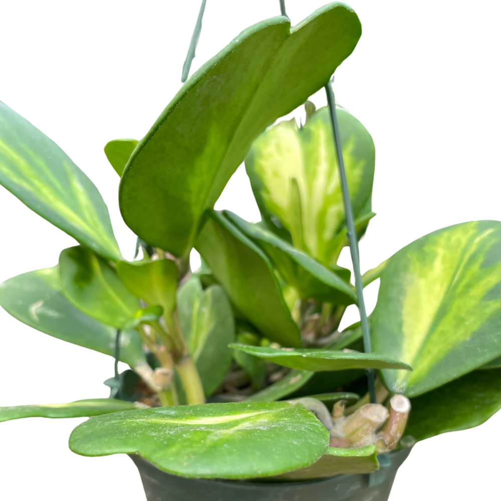 Hoya Keri 'Heart Reverse Variegata'