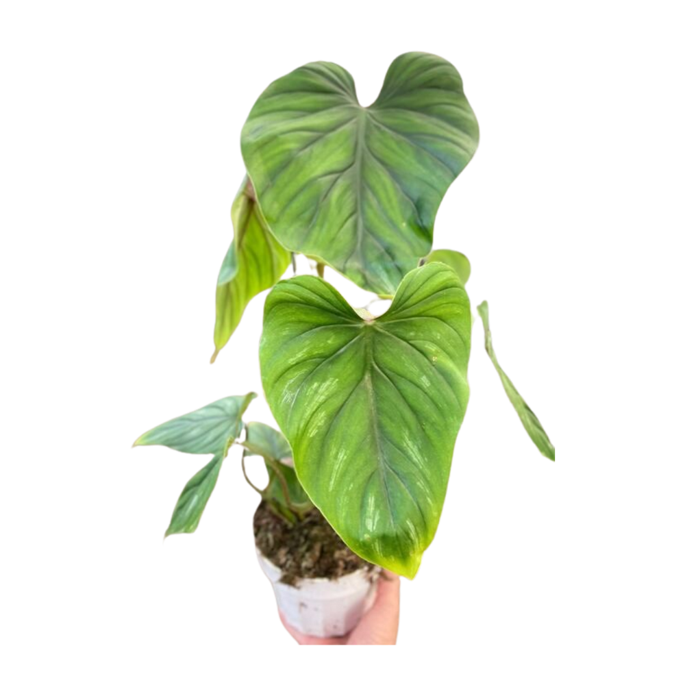 Philodendron plowManii