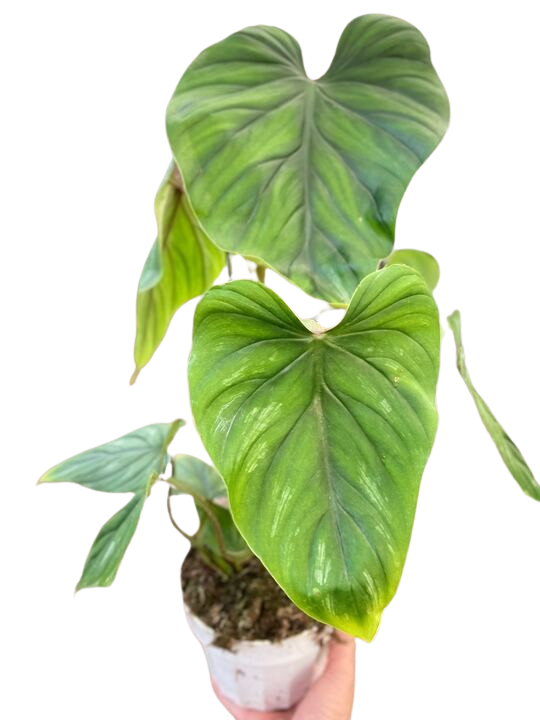 Philodendron plowManii