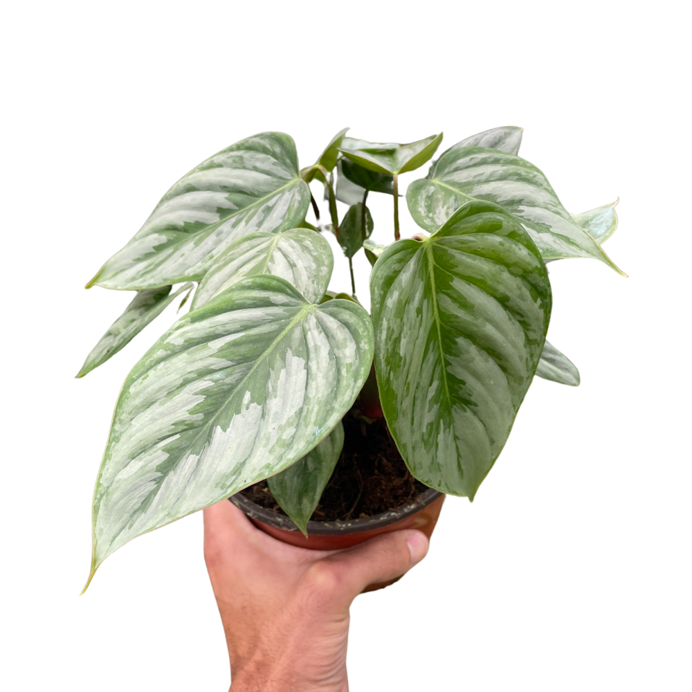 Philodendron sodiroi