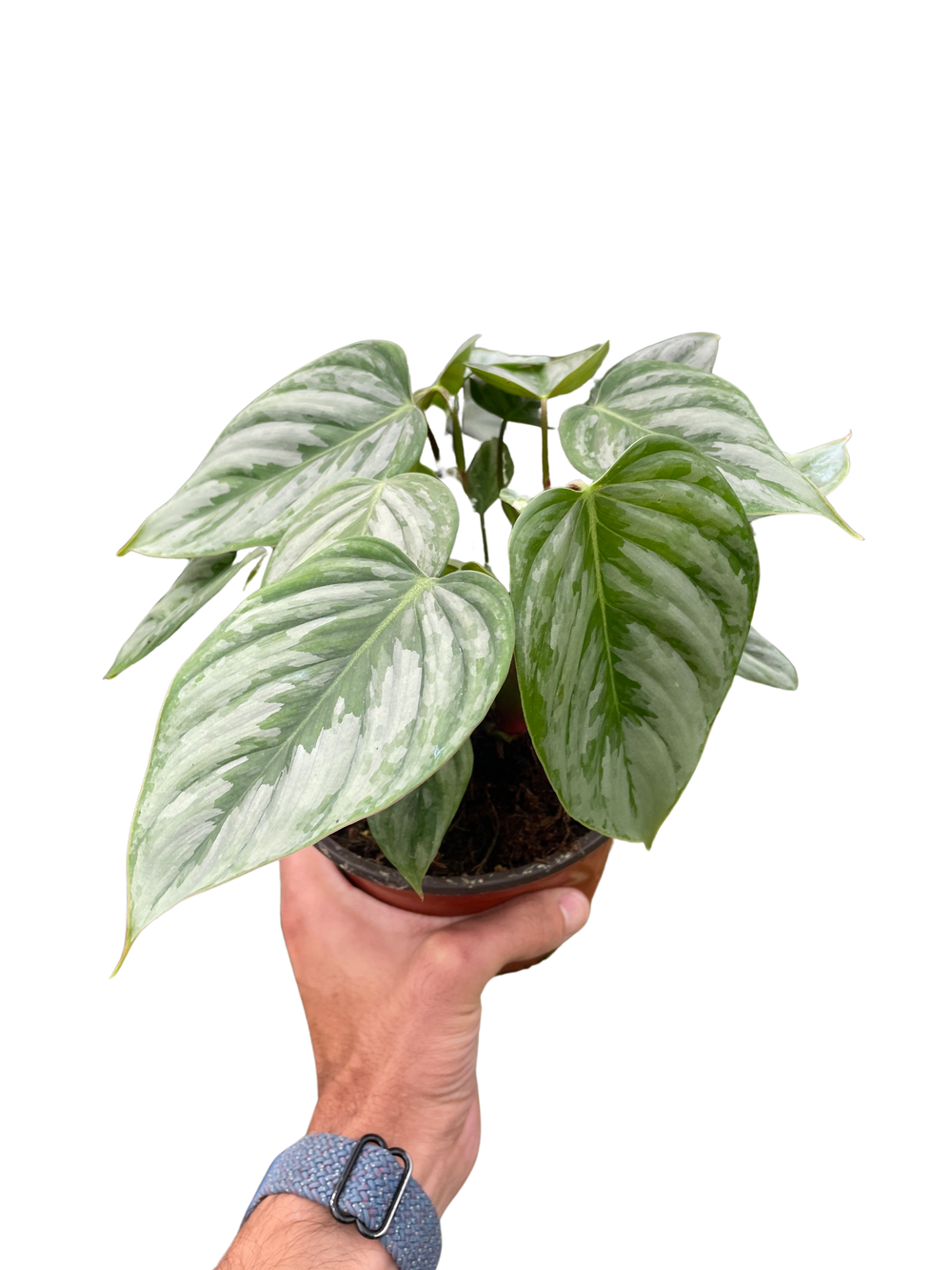 Philodendron sodiroi