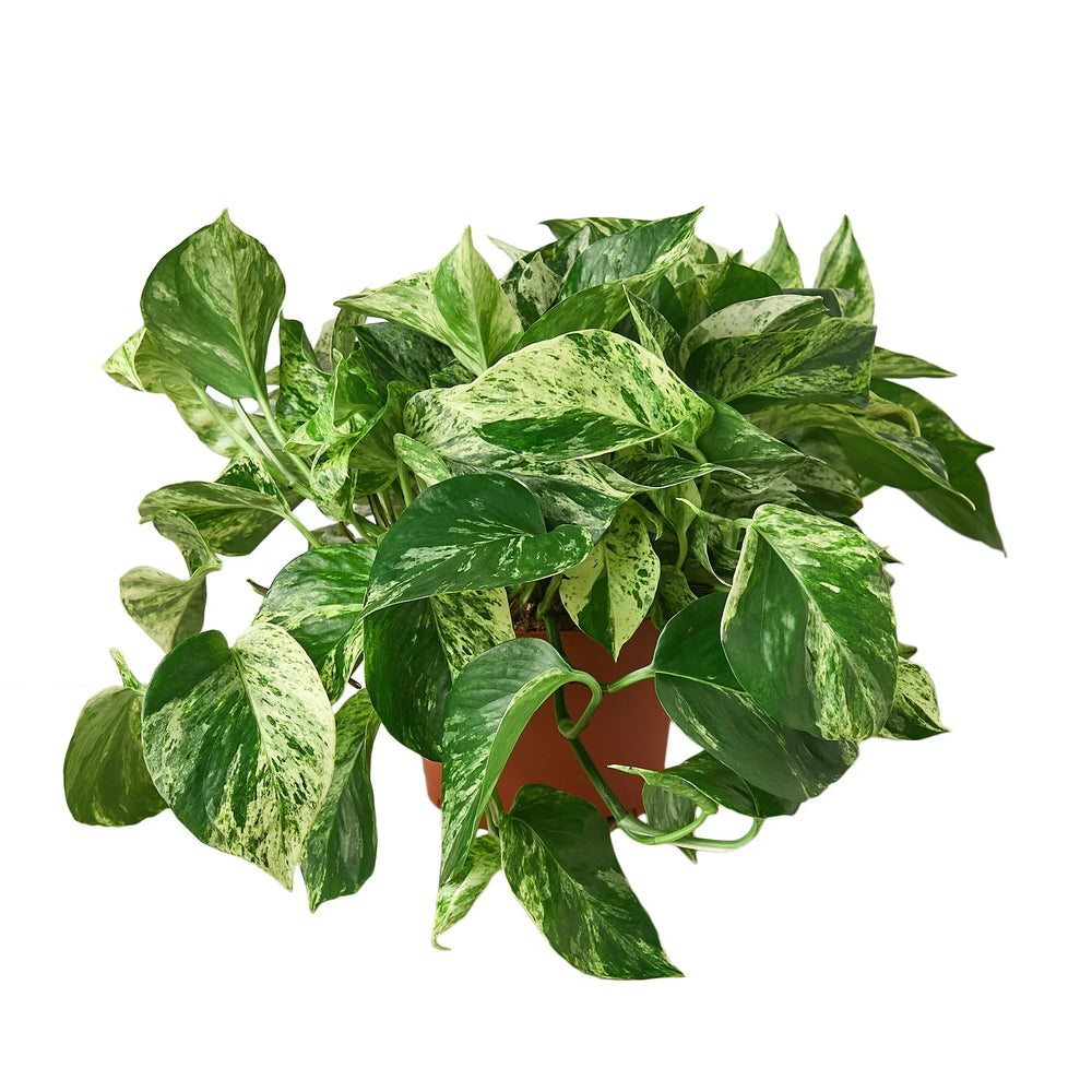 Pothos 'Marble Queen'