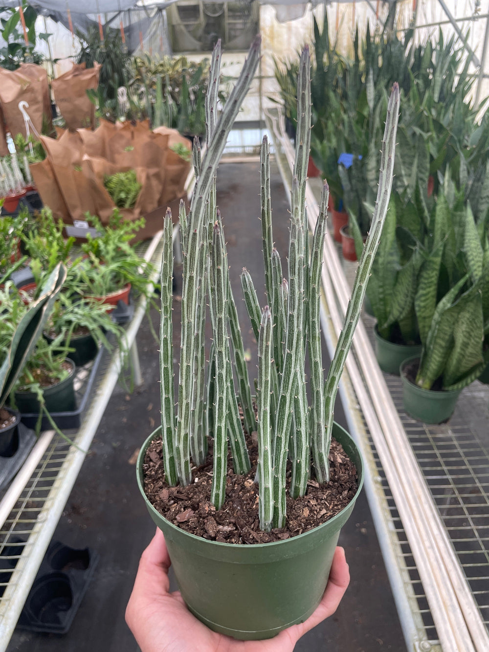 Senecio stapeliiformis ’Pickle Plant’