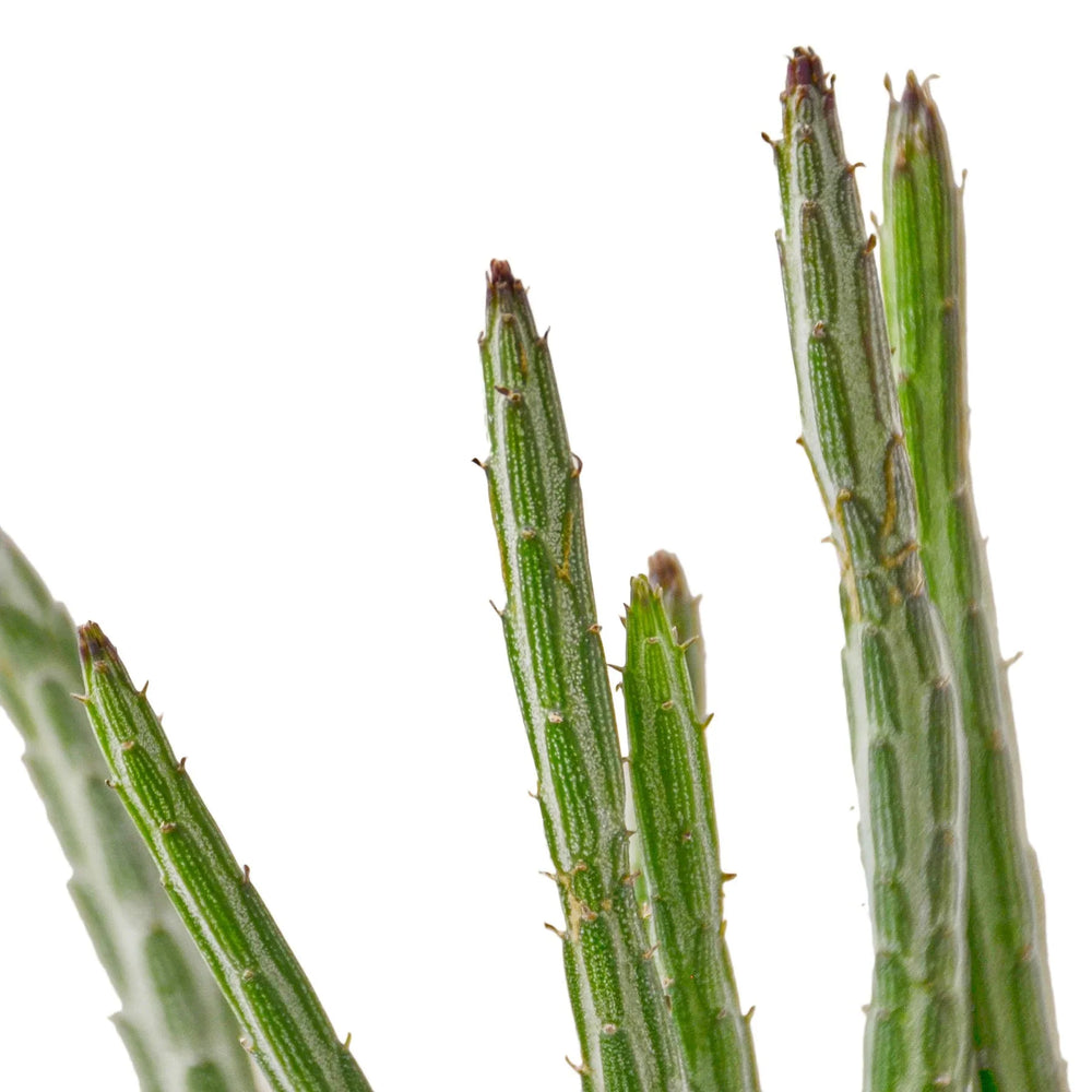 Senecio stapeliiformis ’Pickle Plant’