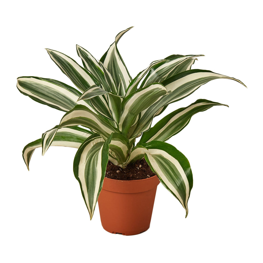 Dracaena warneckii 'White Jewel'