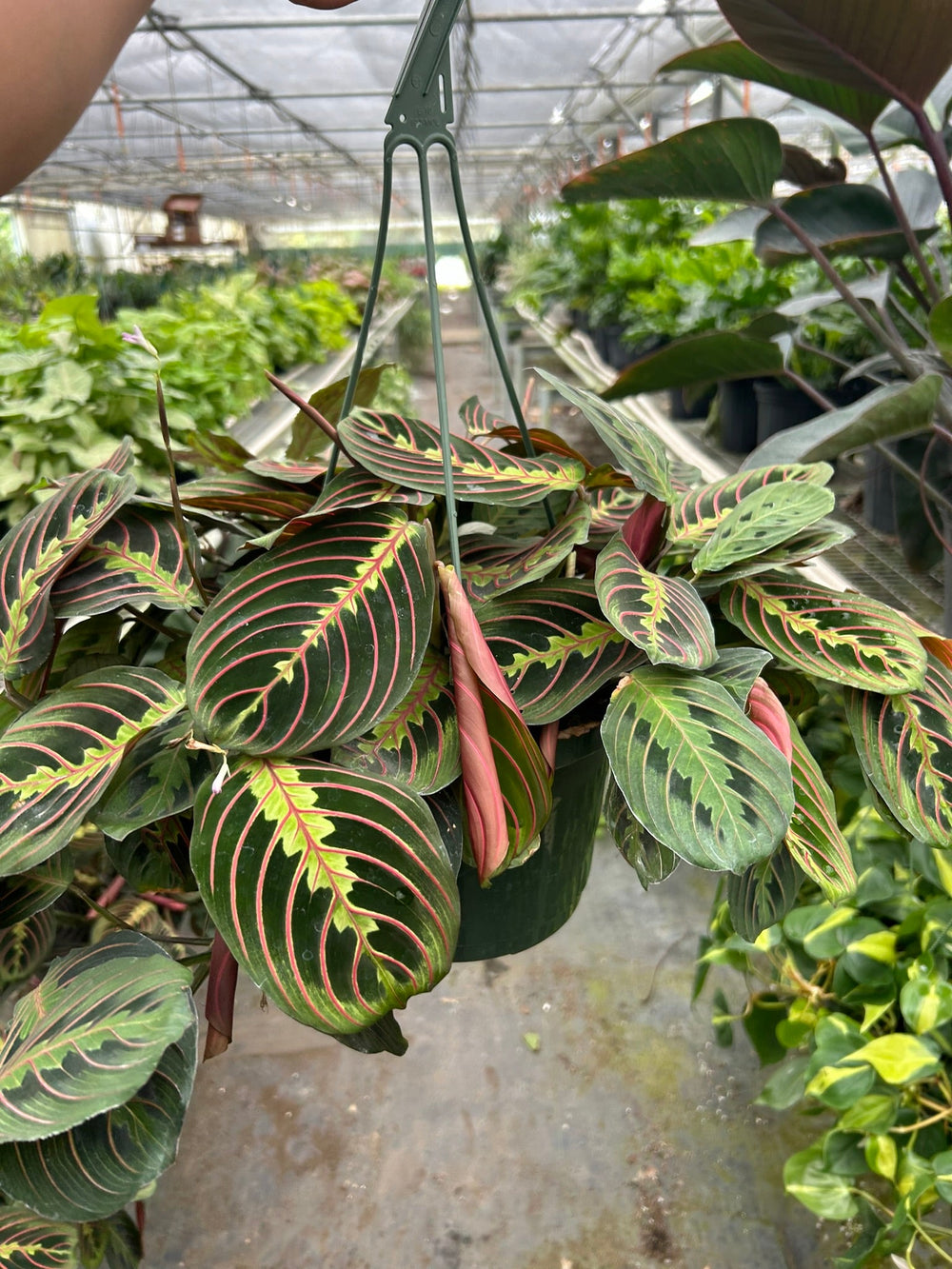 Maranta 'Red Prayer Plant'