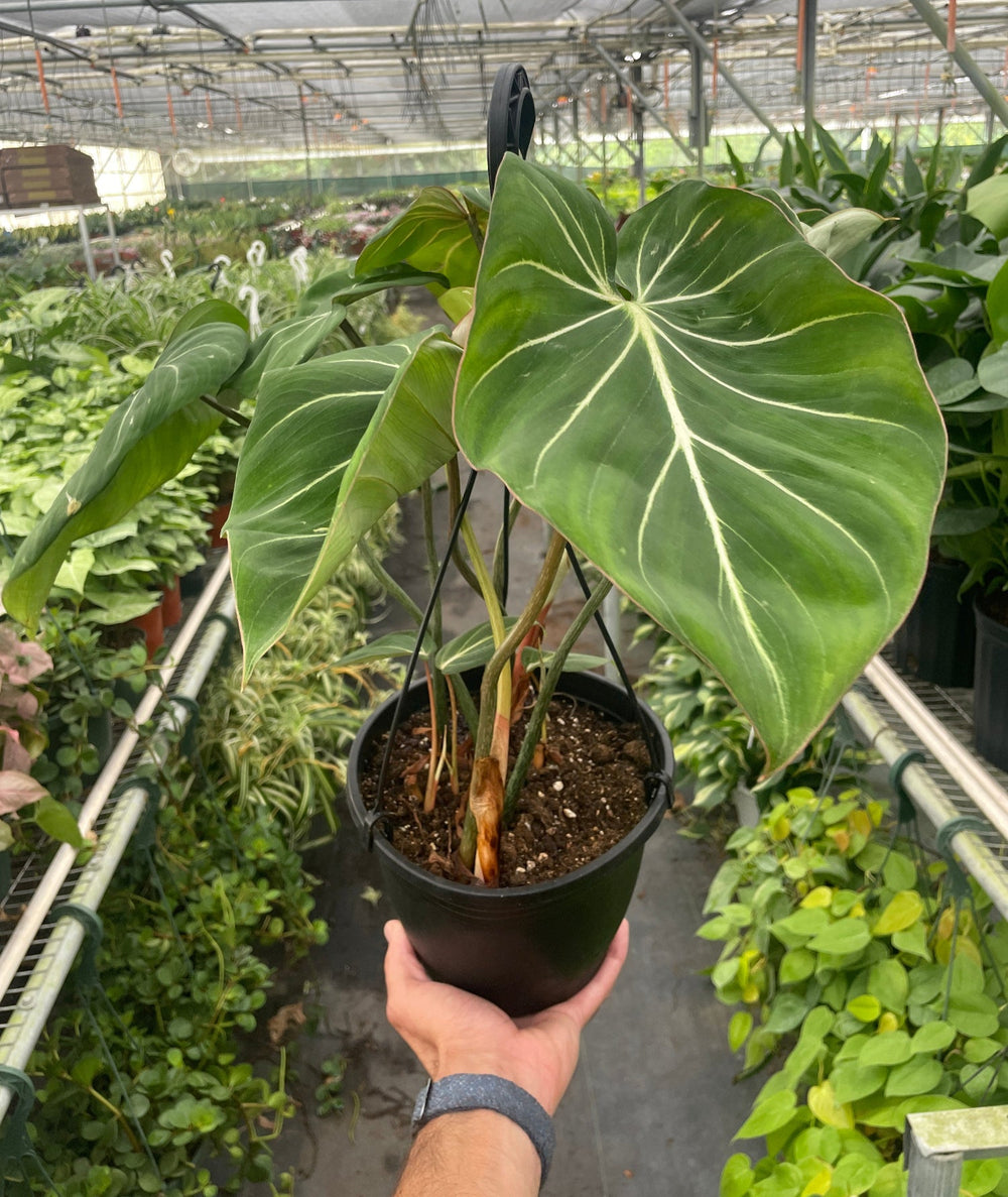 8" Philodendron Gloriosum plant