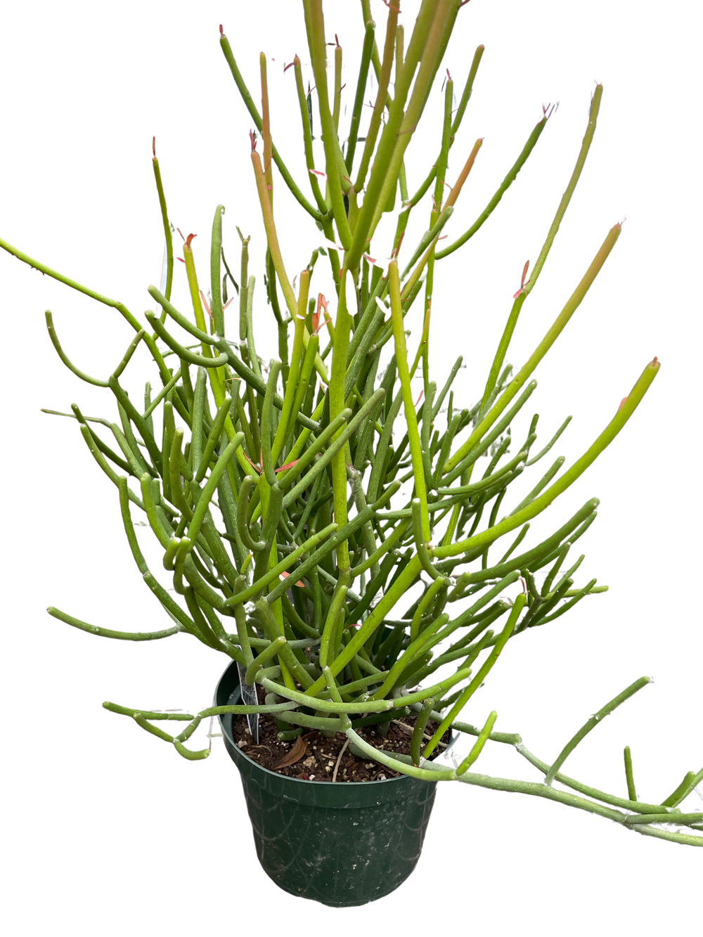 EUPHORBIA 'PENCIL CACTUS'