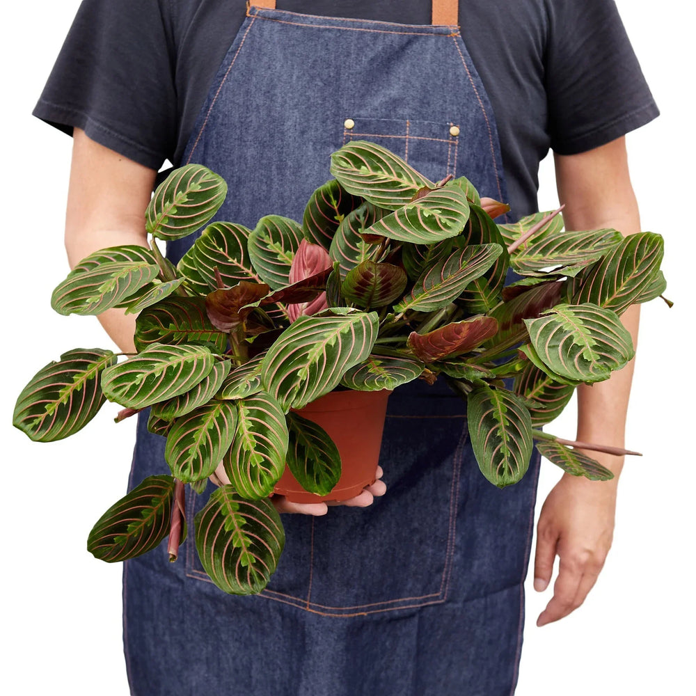 Maranta 'Red Prayer Plant'