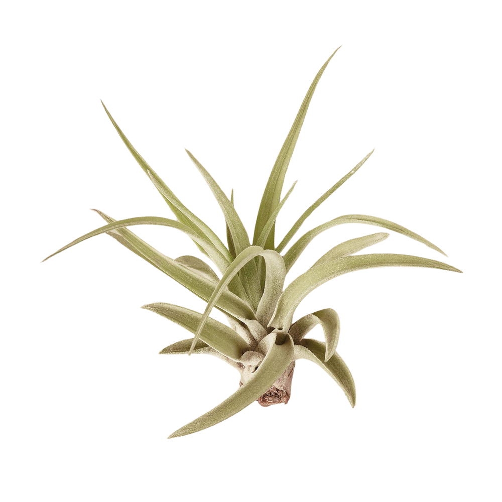 3 Ionantha Guatemala Air Plants / FREE Care Guide / Blooms