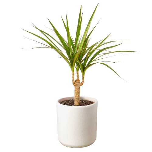 Dracaena marginata Cane