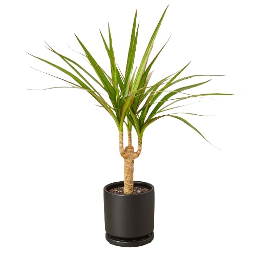 Dracaena marginata Cane