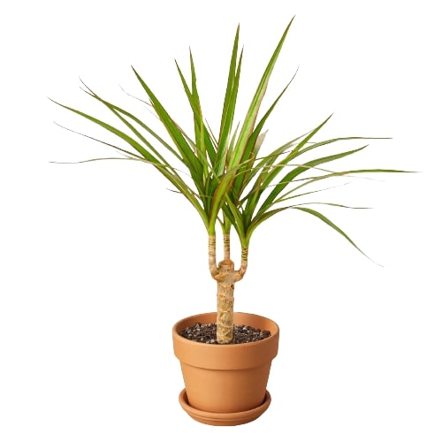 Dracaena marginata Cane