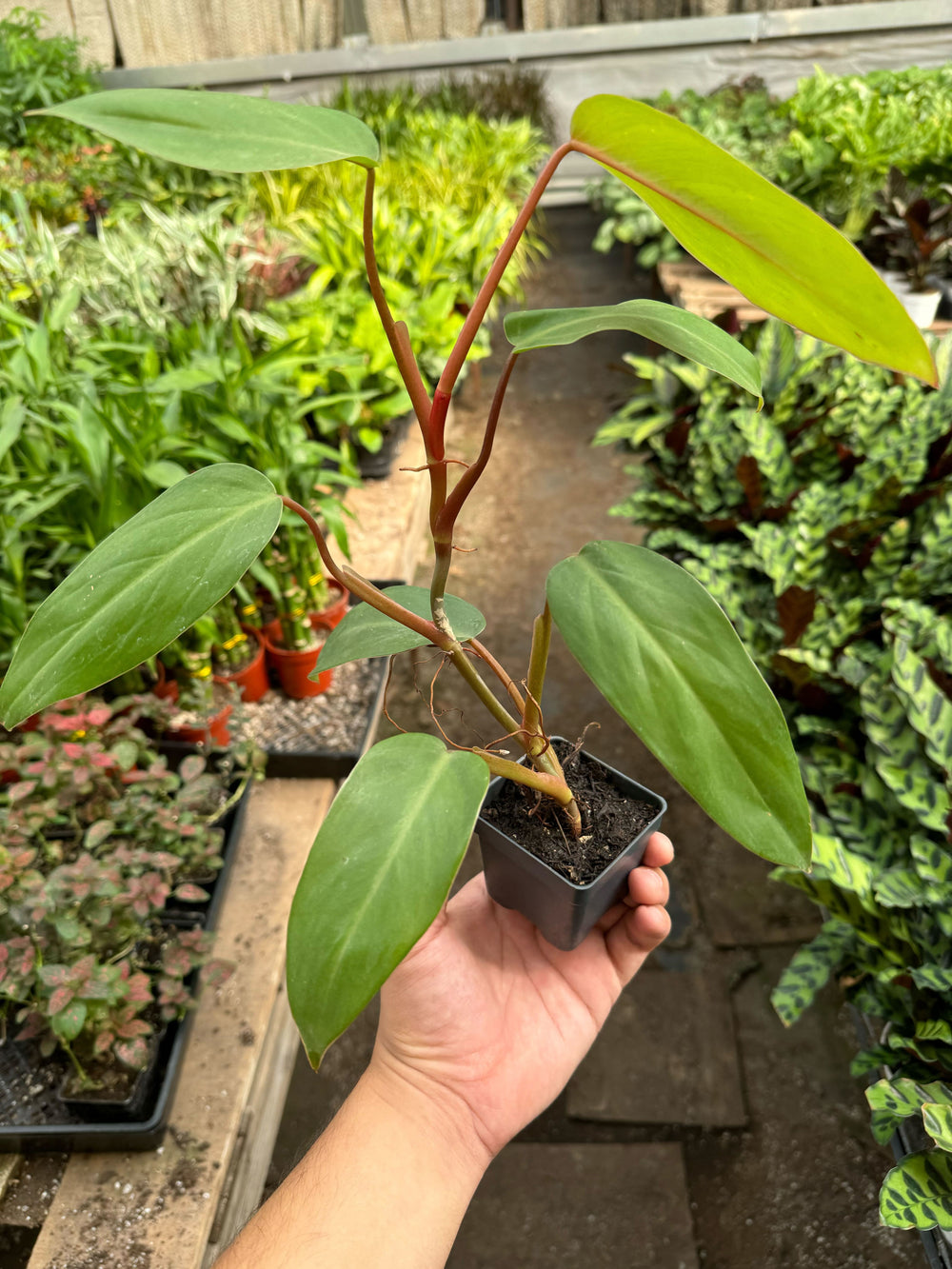 Philodendron Red Emerald