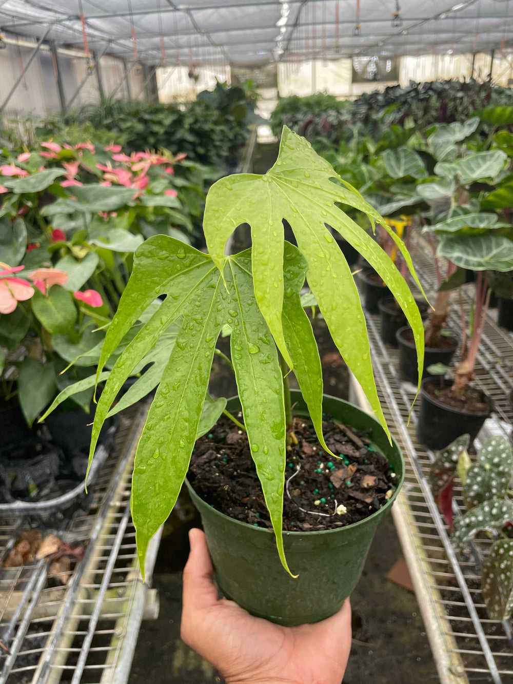 Anthurium radicans 'Fingers'